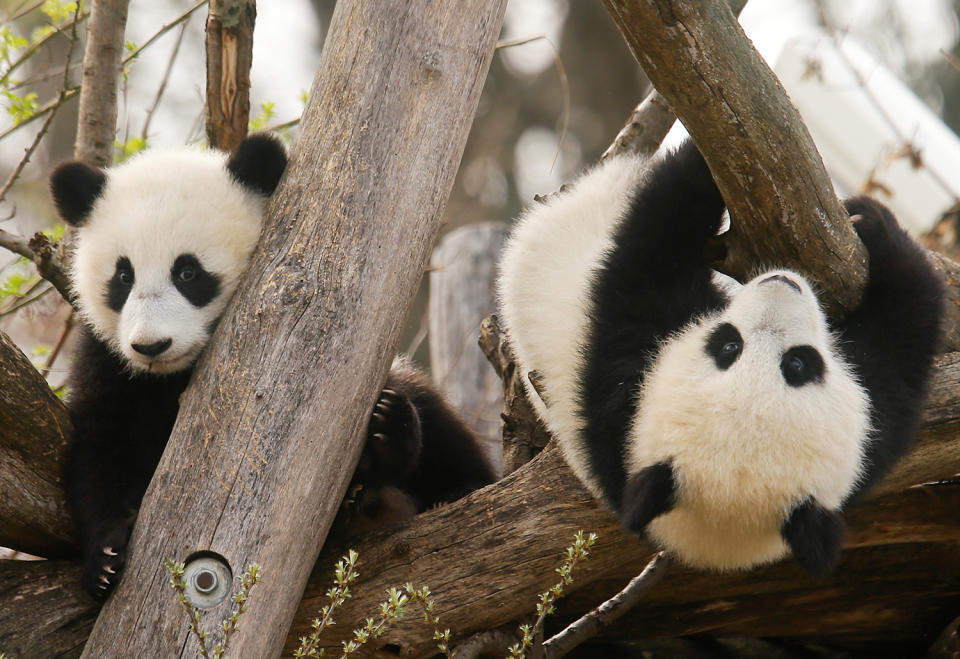 Panda cubs at Schoenbrunn Zoo in Vienna