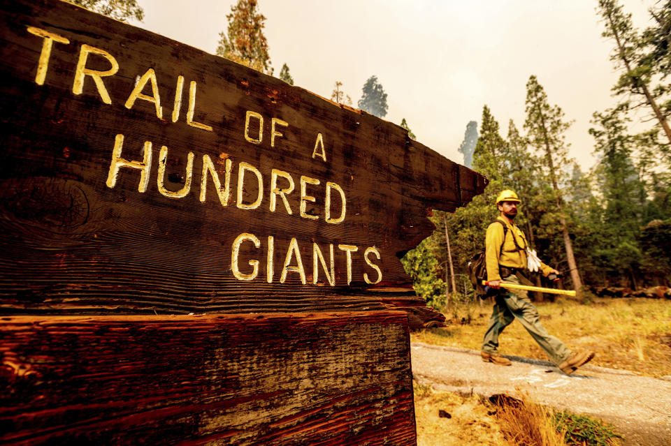 A firefighter battles the Windy Fire burning in the Trail of 100 Giants grove of Sequoia National Forest, Calif., on Sunday, Sept. 19, 2021. Flames scorched at least two sequoia trees as firefighters worked to defend the grove. (AP Photo/Noah Berger)