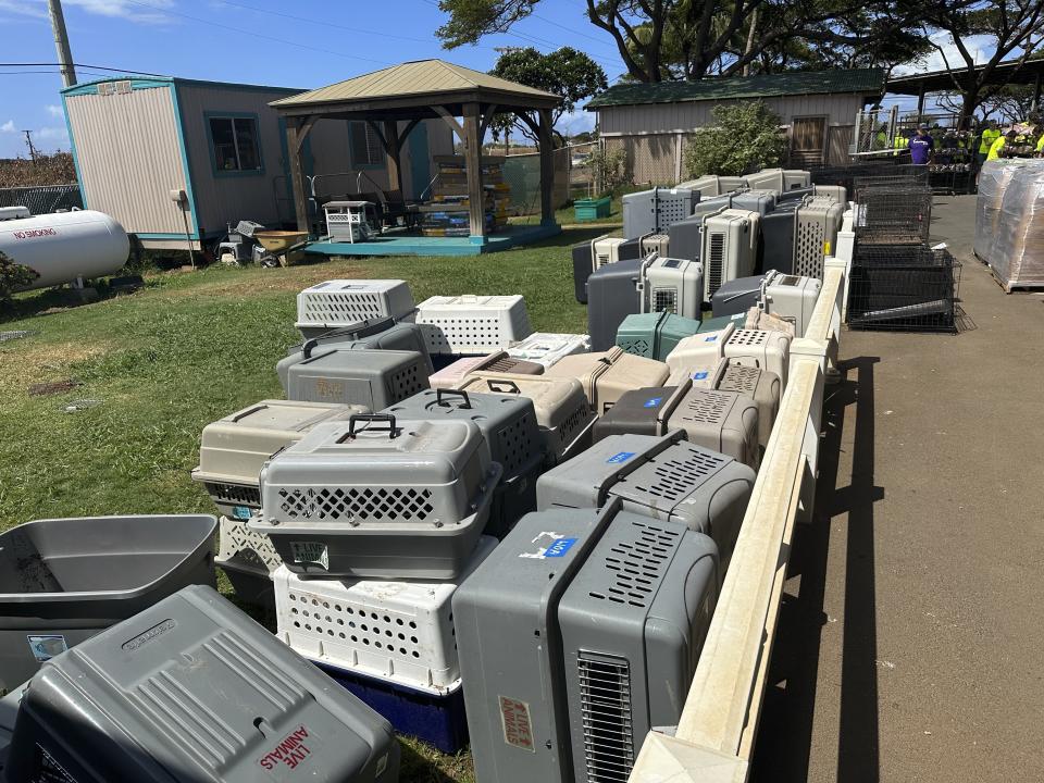 This photo provided by Maui Humane Society released on the week of Aug. 9, 2023, pet carriers are stacked outside the Maui Humane Society in Lahaina, Hawaii. The Maui Humane Society is treating dogs, cats, chickens, pigs and other animals that were badly burned while fleeing the wildfires. (Katie Shannon/Maui Humane Society via AP)