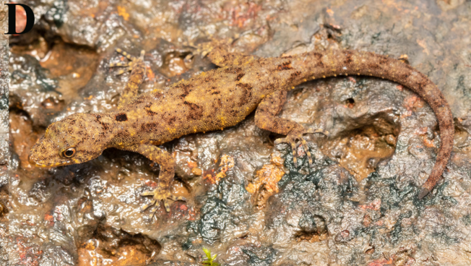 A female Cnemaspis chandoliensis, or Chandoli dwarf gecko, on a rock. Photo from Akshay Khandekar via Khandekar, Gaikwad, Thackeray, Gangalmale and Agarwal (2024)