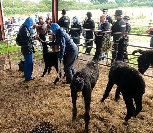 Workers from the Animal and Plant Health Agency tether Geronimo and take him away to be euthanised (Claire Hayhurst/PA)