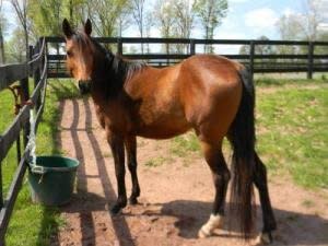 Savannah is a 5 year old pony and Arab mare, very petite 14.1h. Dark bay with black legs, mane and tail, one white sock.   Savannah has god ground manners, but is shy and needs an quiet experienced owner. She is healthy and sound, (just had her first dental done), is a very pretty mover and is ready to be backed.   You may be eligible for adoption if you live within a 50 mile radius of MHF's facility in Marshall, Va.