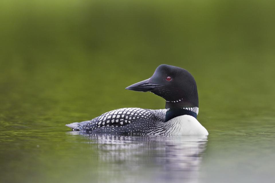 Common Loon