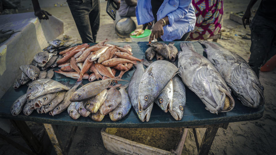 Various species of fish are displayed at the Soumbedioune fish market in Dakar, Senegal, May 31, 2022, including the white grouper. Overfishing like that which has threatened the white grouper is seen across the planet. (AP Photo/Grace Ekpu)