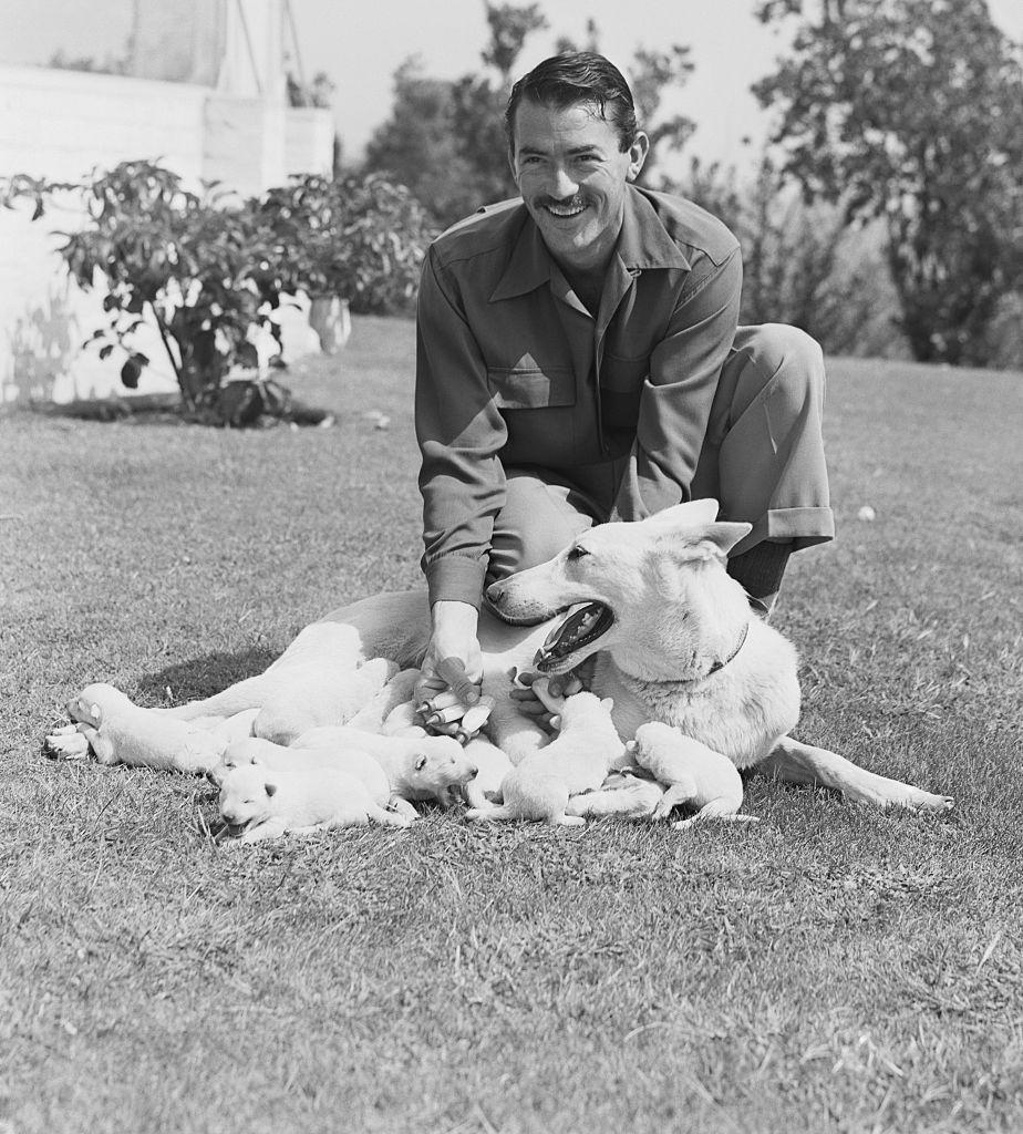 <p>Actor Gregory Peck was on set filming <em>The Gunfighter </em>when he received word from home that his Alsatian Police dog, Slip, had gone into labor. Here, the actor beams with pride as he poses with Slip's litter of 13 newborn puppies. </p>