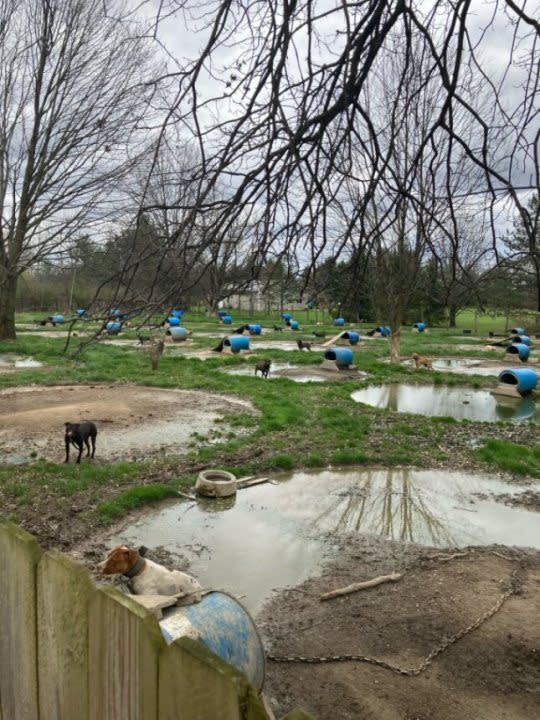 Living conditions for 40 dogs who were removed from a Delaware County property on Sunday, April 7, 2024 (PHOTO COURTESY M. HAMM)