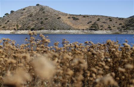 The receding water line of Lake Hodges is seen in San Diego County January 17, 2014. REUTERS/Mike Blake