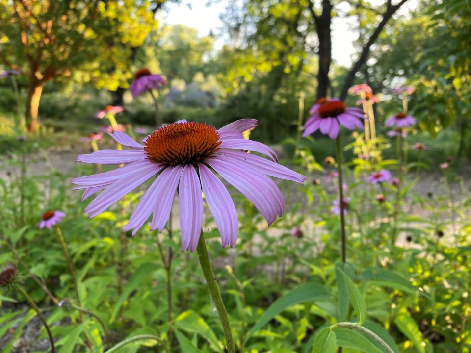 Purple coneflowers bloom in summer and fall and attract butterflies and other pollinators.