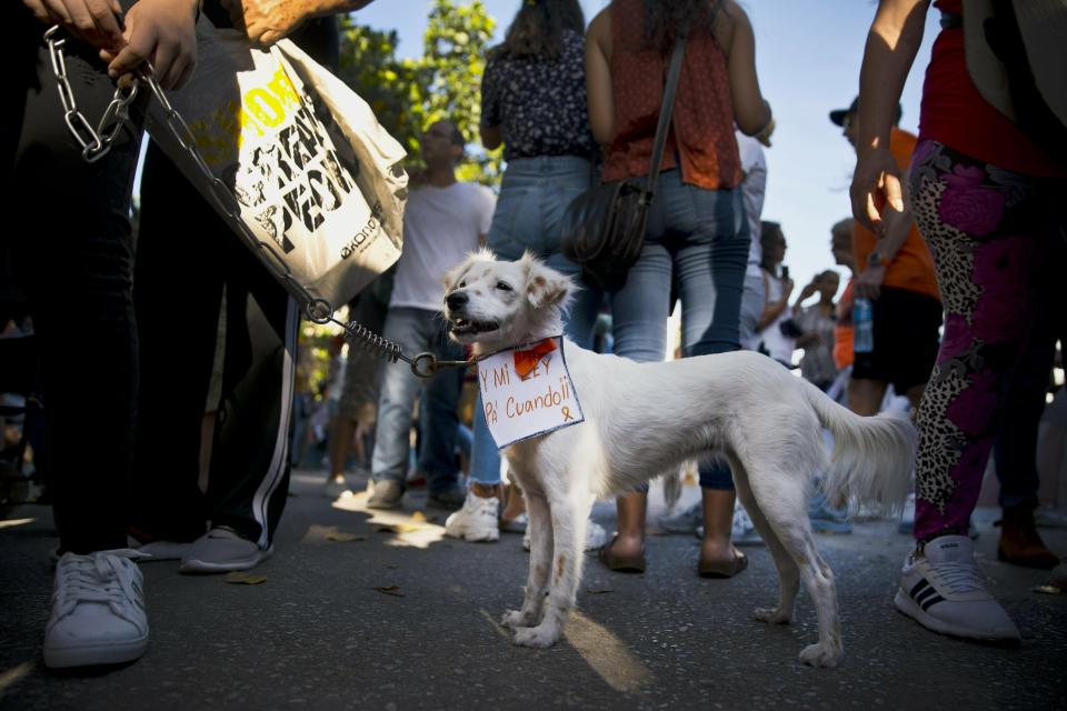 A dog wears a sign that says in Spanish "And my law. When?," during a march against animal cruelty in Havana, Cuba, Sunday, April 7, 2019. Cuba's socialist government permitted the public march unassociated with any part of the all-encompassing Communist state, a move that some call highly unusual and perhaps unprecedented since the first years of the revolution. (AP Photo/Ramon Espinosa)