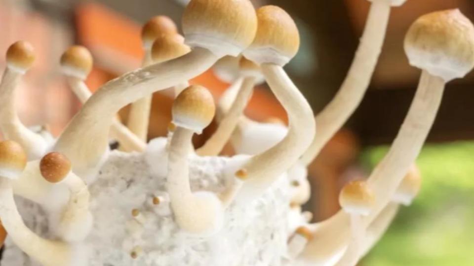 迷幻蘑菇（psychedelic mushrooms）。（圖／翻攝自《BBC》）