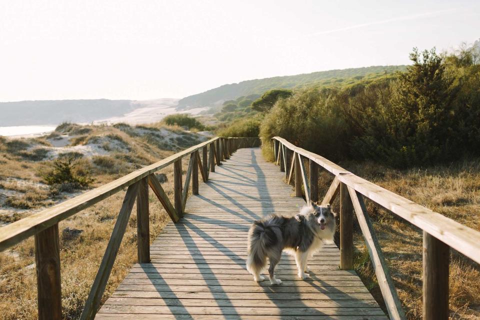 dog looking at the camera in a wood path in the beach at sunset