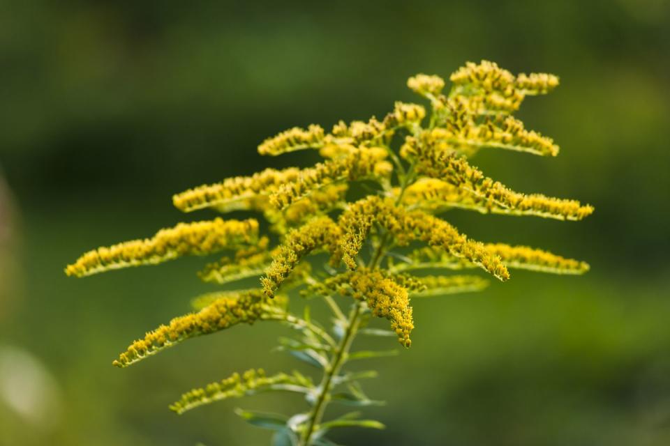 <p>With over thirty varieties of the flower in the state, <a href="https://statesymbolsusa.org/symbol-official-item/kentucky/state-flower/goldenrod" rel="nofollow noopener" target="_blank" data-ylk="slk:goldenrod;elm:context_link;itc:0;sec:content-canvas" class="link ">goldenrod</a> made sense for Kentucky, too.</p>