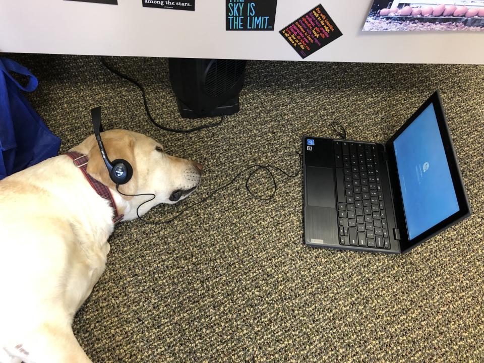 When the dogs aren't at school, they live in the homes of some Scotts Ridge staff members. (Photo: Scotts Ridge Middle School)