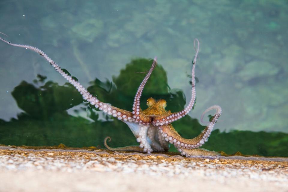 Der Saugnapf kommt in der Natur vielfach vor, insbesondere in der Unterwasserwelt, wie beim Oktopus. Lange tüftelten die Menschen daran herum, die flexiblen Näpfe nachzubilden, die mithilfe von Unterdruck fest haften. (Bild: iStock/Flying broccoli)