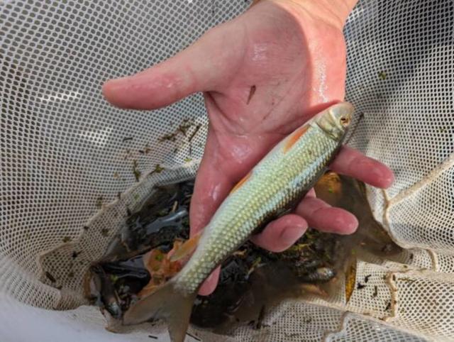 Rare fish species hasn't been seen in creek for 20 years — until now. See  'small victory