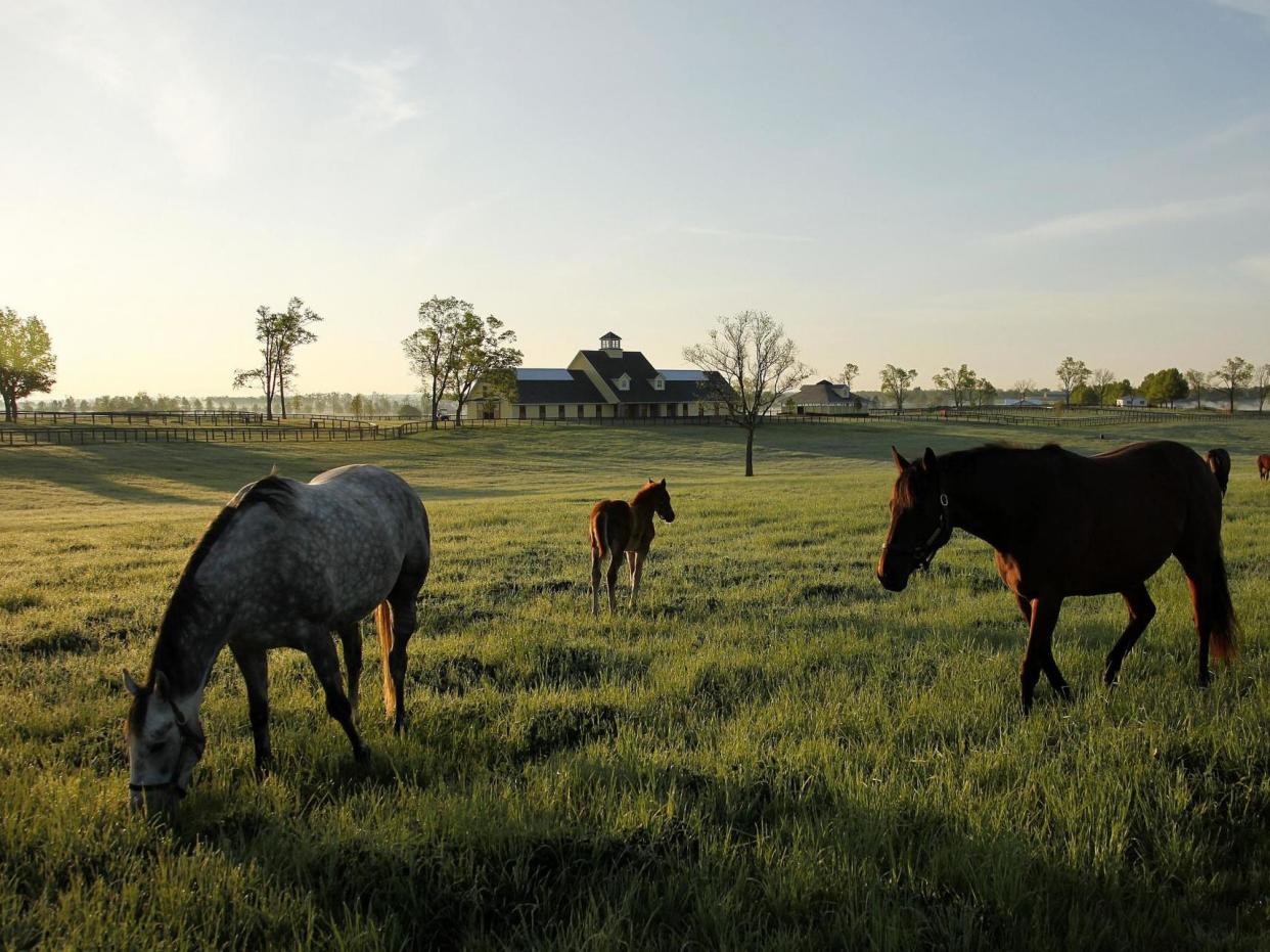 Brood mares and their foals graze on a horse farm at sunrise: Rex Features