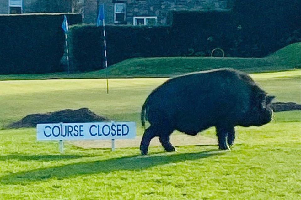 The two pigs caused chaos at the golf club (PA)