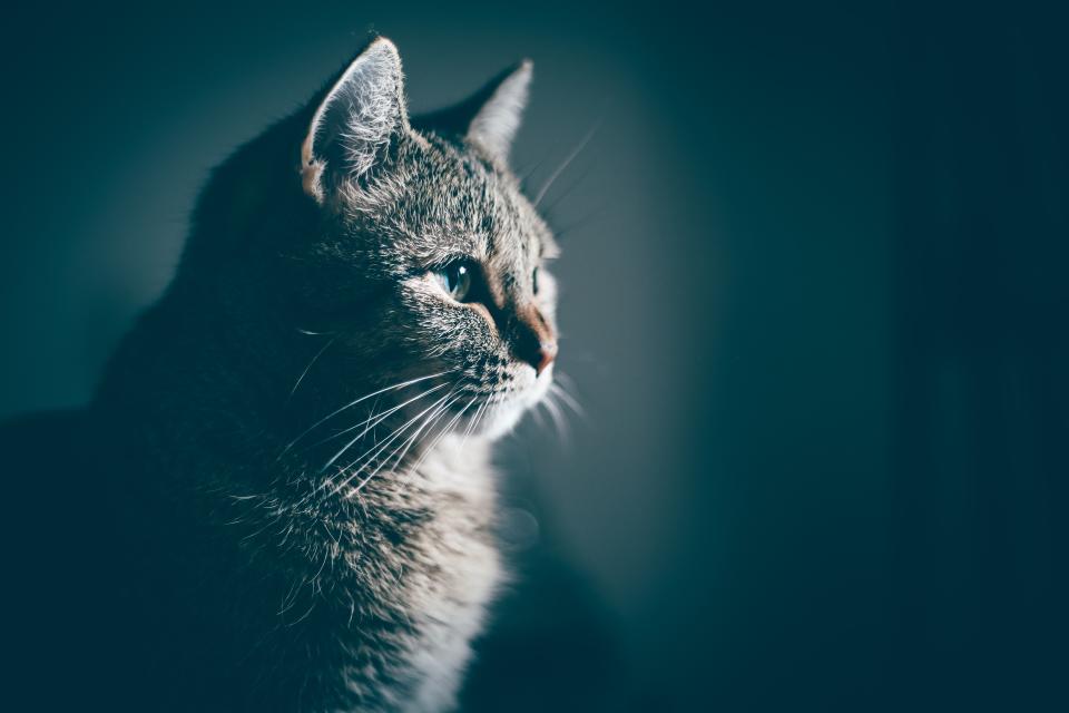 Cats are “worryingly” under-insured in the UK. Photo: Taylor Grote/Unsplash