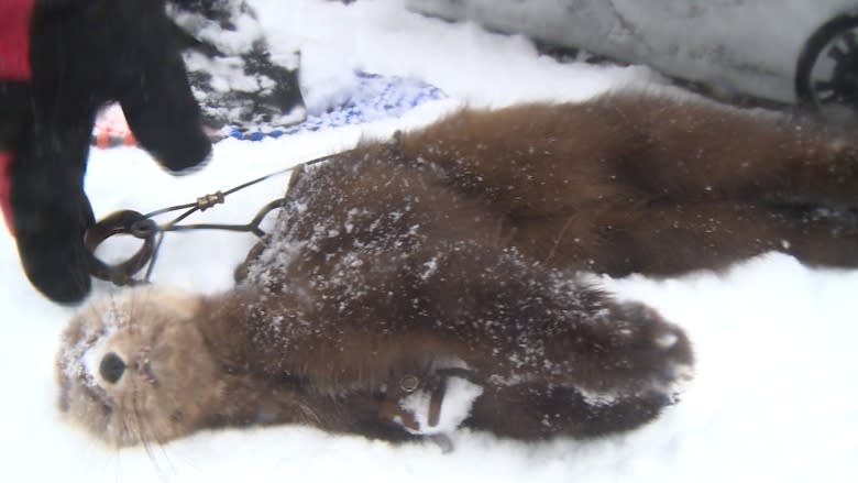 Pelts, heritage and YouTube: A day on a Labrador trapline