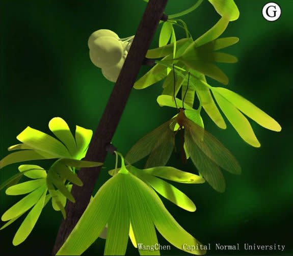 Can you find the hangingfly? Here, an artist's reconstruction of the hangingfly <em>J. ginkgofolia</em> on the leaves of the ginkgo-like tree <em>Y. capituliformis</em>, which it mimicked some 165 million years ago.