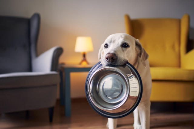 Mejores comederos inteligentes para mascotas: cuál comprar y siete  modelos recomendados