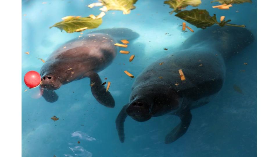 Rescued manatees are seen in a pool