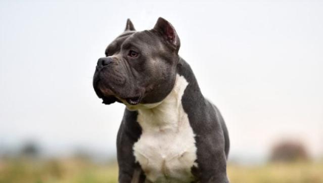 american bulldog cropped ears