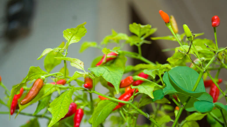 Cayenne peppers growing on plant