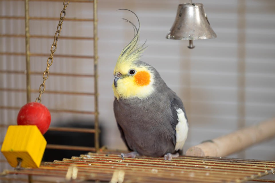 鳥類聰明活潑，別只是把牠關在籠內，記得提供玩具讓鳥寶解悶喔！（圖片來源：Getty Images）