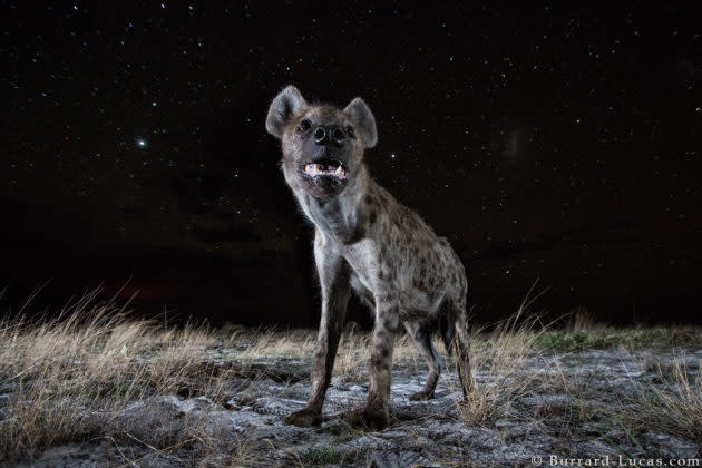 Hyena at night taken by Will Burrard-Lucas using Camtraptions PIR motion sensor.(Photo courtesy of Will Burrard-Lucas)