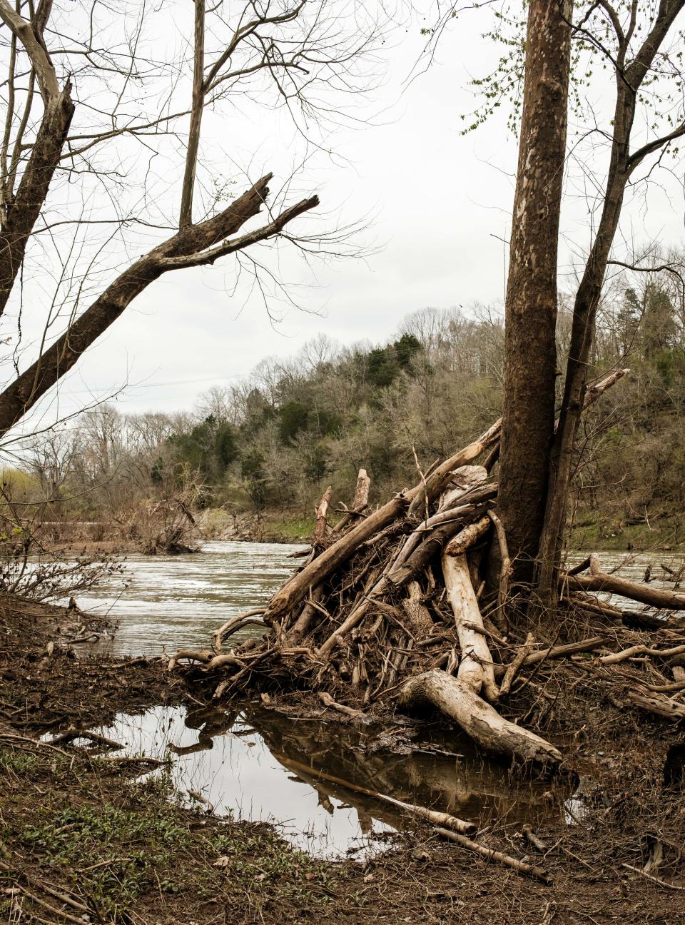 Trees sit piled on top of one another on the bank of the Duck River in Columbia, Tenn. on Mar. 14, 2023. 