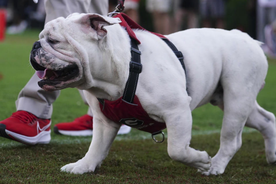 Georgia mascot Uga XI walks on the sideline during the first half of an NCAA college football game against Tennessee-Martin, Saturday, Sept. 2, 2023, in Athens, Ga. The game was his regular season debut. (AP Photo/John Bazemore)