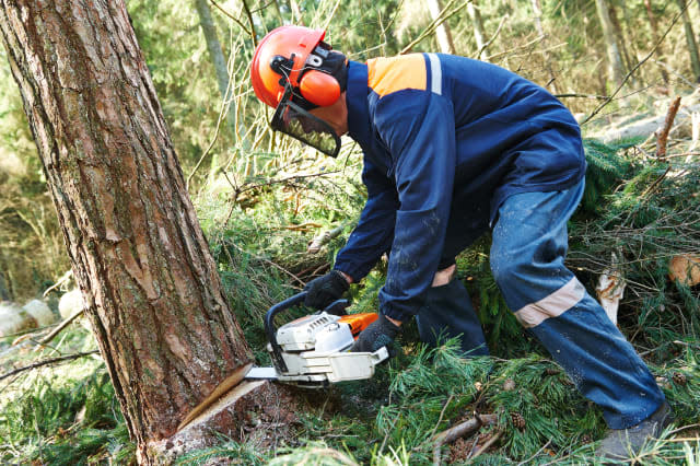 lumberjack logger worker in...