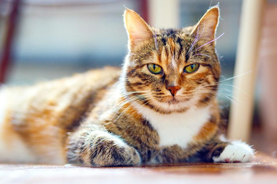 multicolored american shorthair lying down