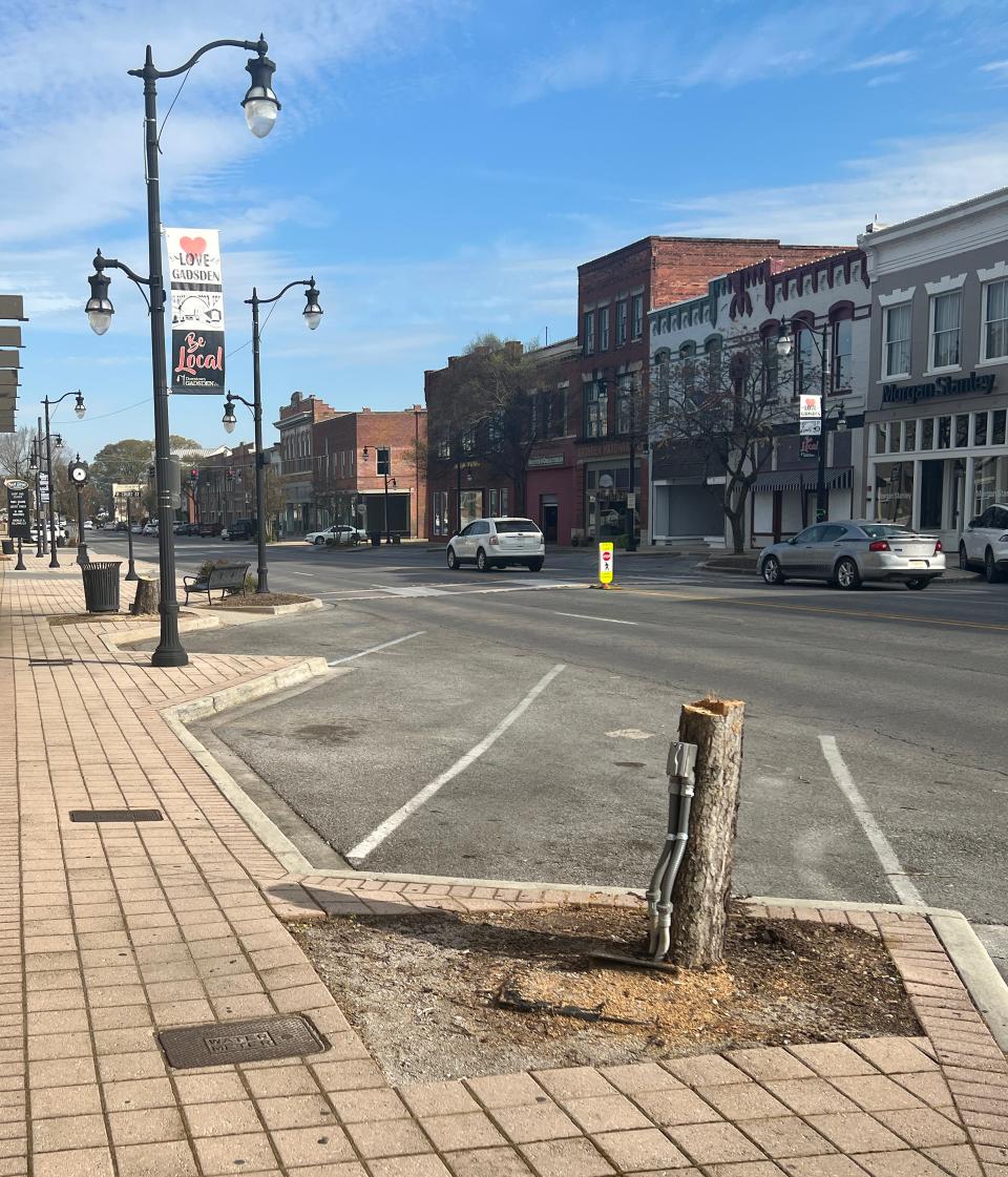 The stump of a tree that was cut down in the 400 block of Broad Street is pictured. About a fourth of the more than 80 trees on Gadsden's main downtown thoroughfare must be removed because they're at risk; one recently fell in this block. This stump bears an electrical outlet, which was a specific area of concern for some of the trees.