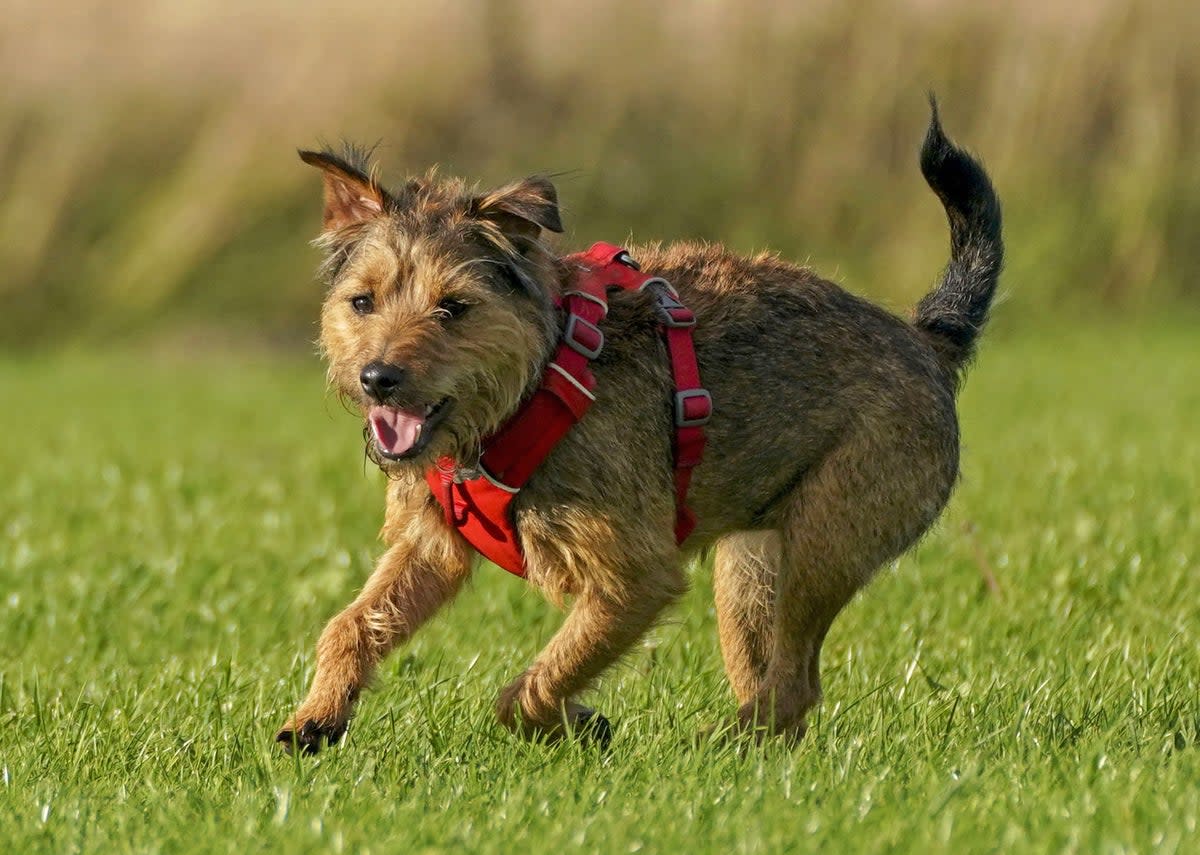 Researchers find clues as to what makes dogs man’s best friend (Steve Parsons/PA) (PA Archive)