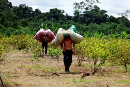 Raspachines, workers who collect coca leaves, carry bags with harvested leaves to be processed into coca paste, on a coca farm in Guayabero, Guaviare province, Colombia, May 23, 2016. REUTERS/John Vizcaino