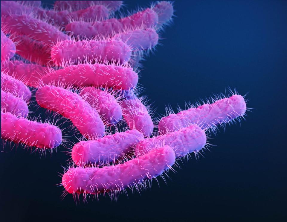 Pink capsule-shaped bacteria covered with short filaments against a dark background