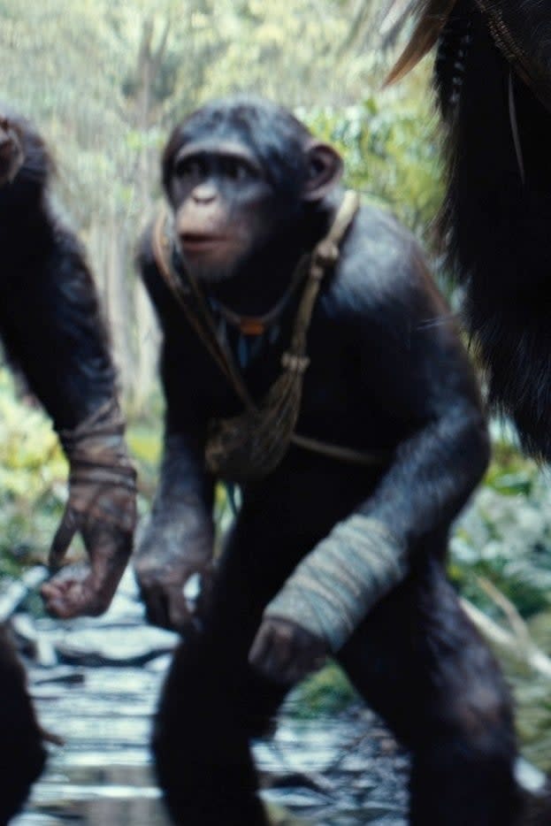 Soona and Anaya walking through a forest in Kingdom of the Planet of the Apes surrounded by two other apes