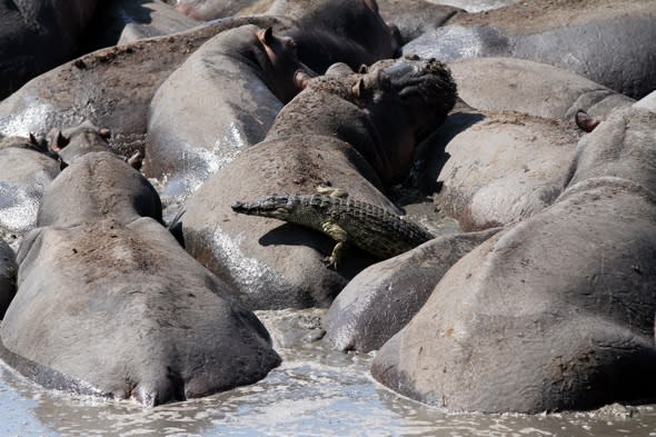 Crocodile learns the hard way not to use hippos as stepping stones