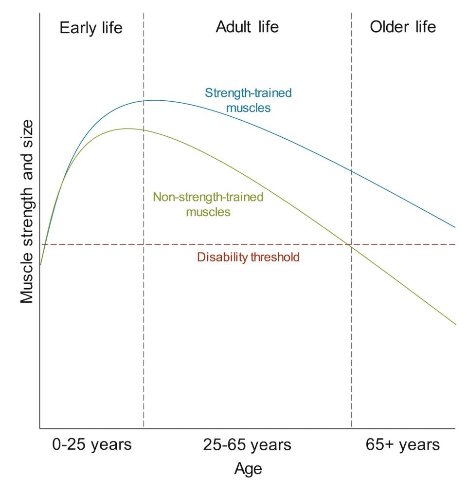 Typical age-related changes in strength and size with and without strength training.Zachary Gillen