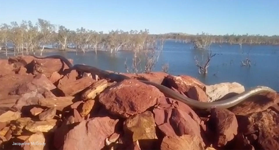 Western Australia mum finds huge python snake sunbaking at Pilbara dam in Newman.