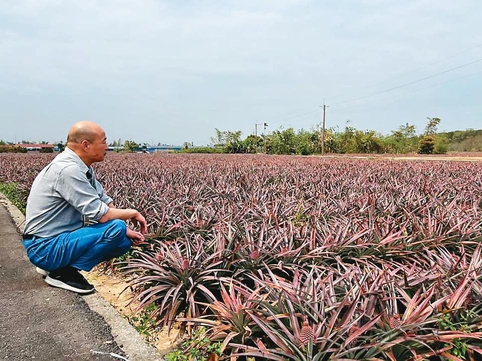 韓國瑜近日重回高雄，10日推出挺鳳梨農的影片，外界解讀韓仍未放棄參選之路。（翻攝韓國瑜臉書）