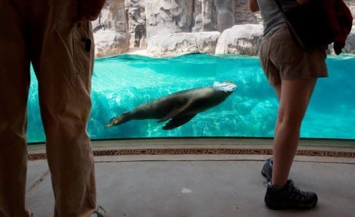 A sea lion swims by at the Smithsonian National Zoo in Washington, DC in August 2012. Scientists in California have shed light on a marine mystery: how diving mammals can hunt for food at great depths without getting the "bends," according to a new study