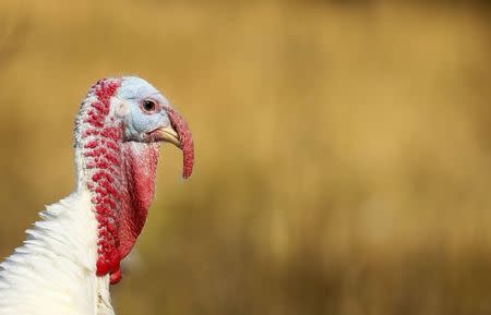 A six-month-old juvenile Beltsville Small White turkey is seen in the field at the farm of Julie Gauthier in Wake Forest, North Carolina, November 20, 2014. REUTERS/Chris Keane