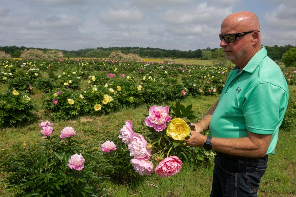 Mike Miller, owner of Great Seal Peony Farm, tends to his rows of Peony flowers as he walks through the rows of flowers in bloom on May 7, 2024, in Chillicothe, Ohio. Miller has planted nine acres of Peony flowers on his farm.