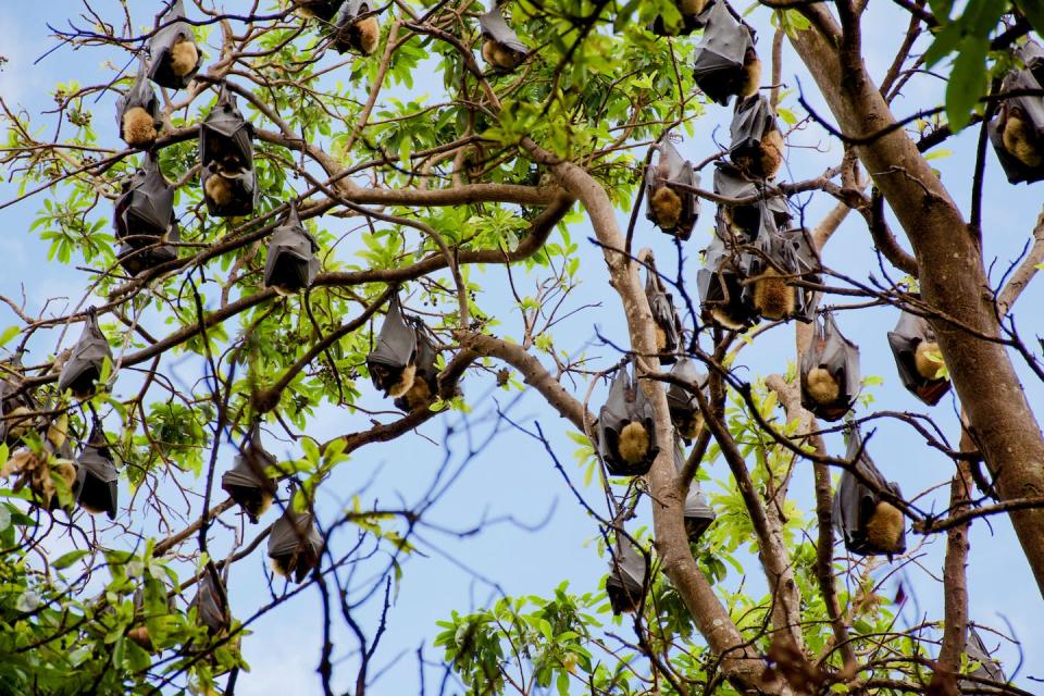 Spectacled flying foxes gather in noisy social roosts – but their presence is often feared or found annoying. Cre8 design/Shutterstock