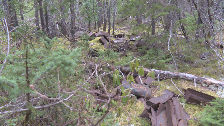 Bear house? Lumber camp? Experts ponder origins of N.B.'s 'lunch box graveyard'