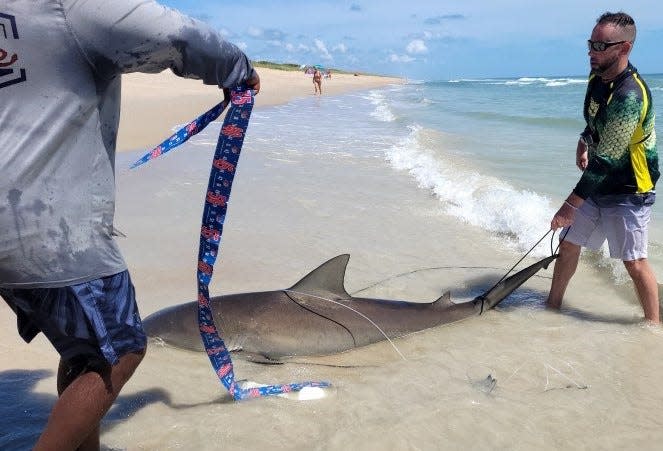 BJ Taylor moves in with the tape to measure a recent blacktip shark catch, before release.