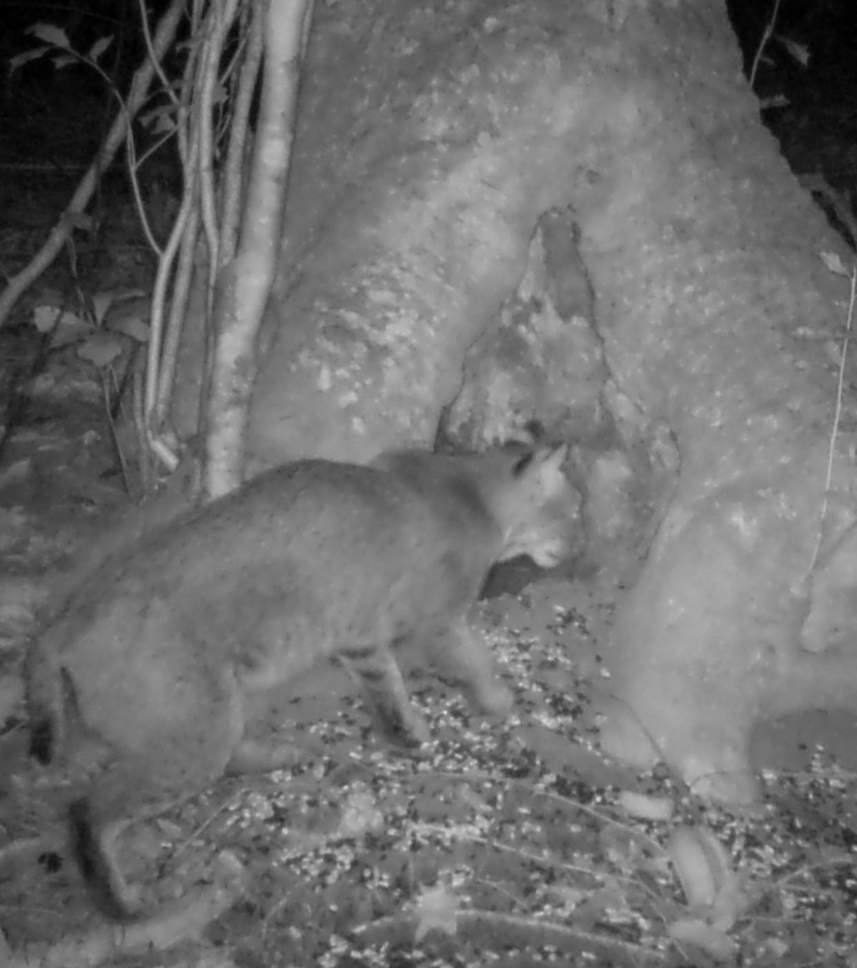 An adult bobcat on the prowl at night stops to look for prey in a hollow tree. [Photo courtesy Whit Gibbons]